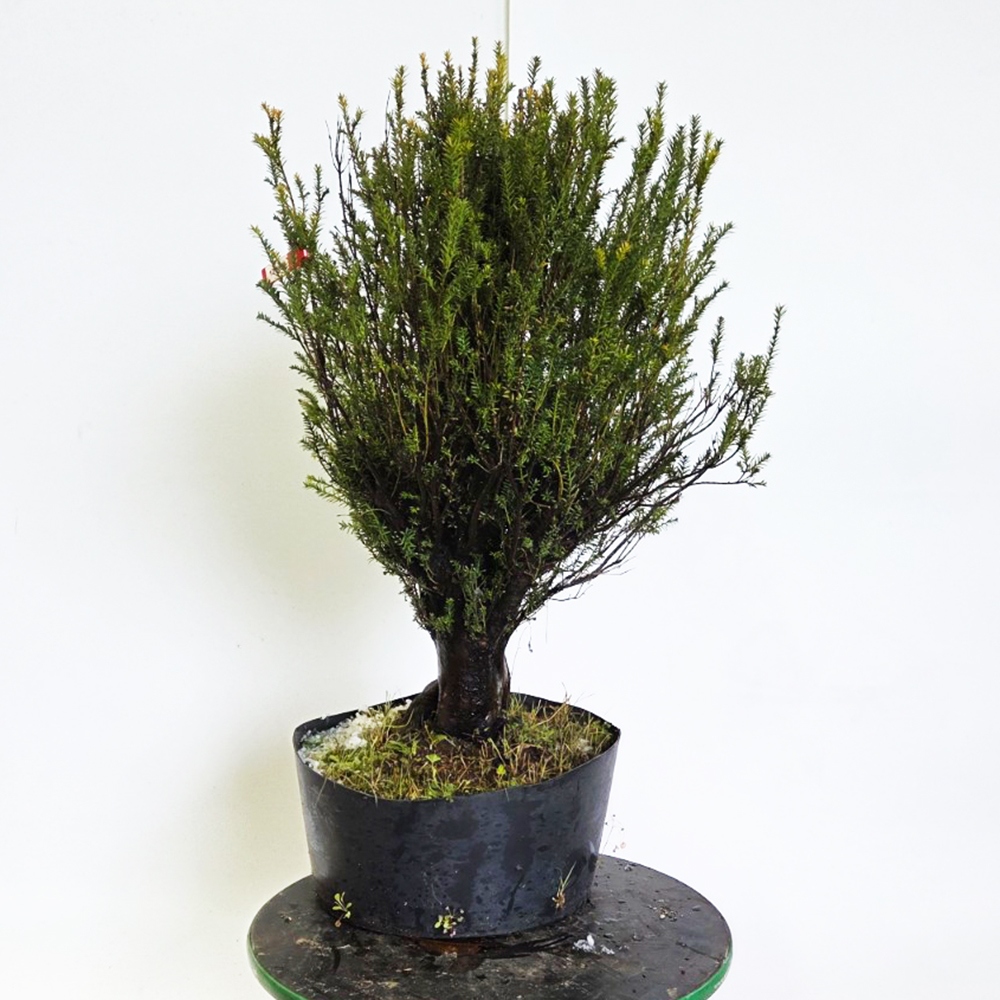 Bonsaï d'extérieur If japonais - Taxus cuspidata