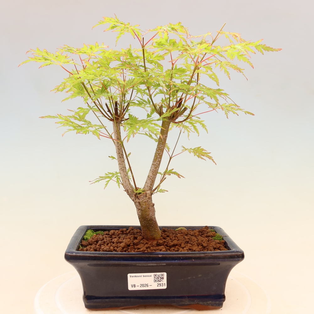 Bonsaï d'extérieur - Acer palmatum Dissectum