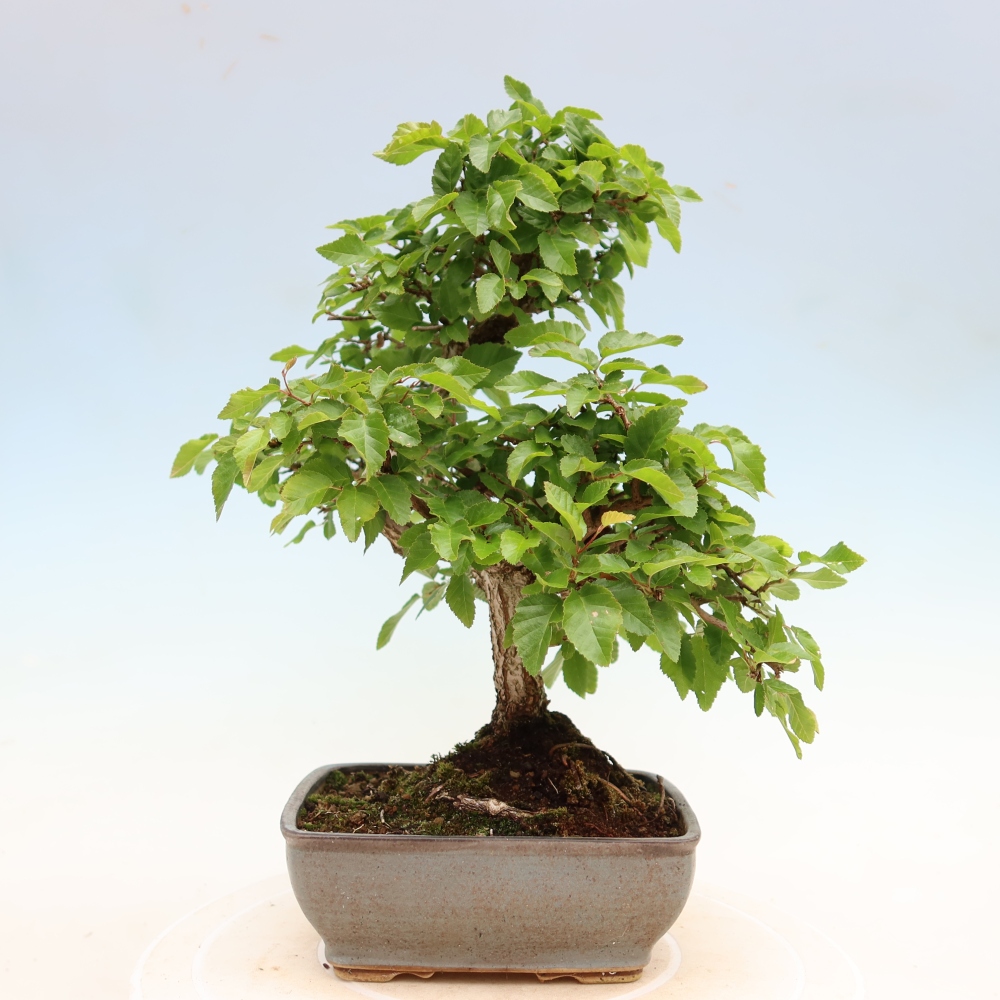 Bonsaï d'extérieur -Carpinus Coreana - Charme de Corée