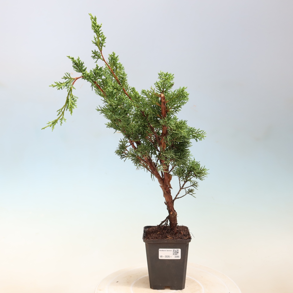 Bonsaï d'extérieur - Juniperus chinensis Kishu