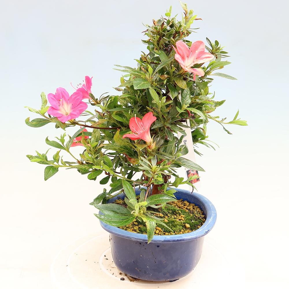 Bonsaï d'extérieur - Azalée japonaise - Azalea Beniko
