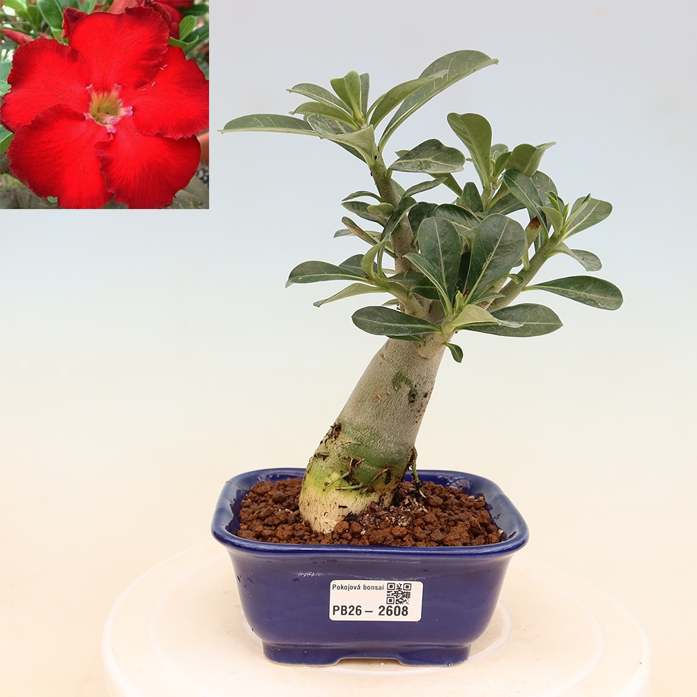 Bonsaï d'intérieur - Adenium obesum Red Star - Rose du désert