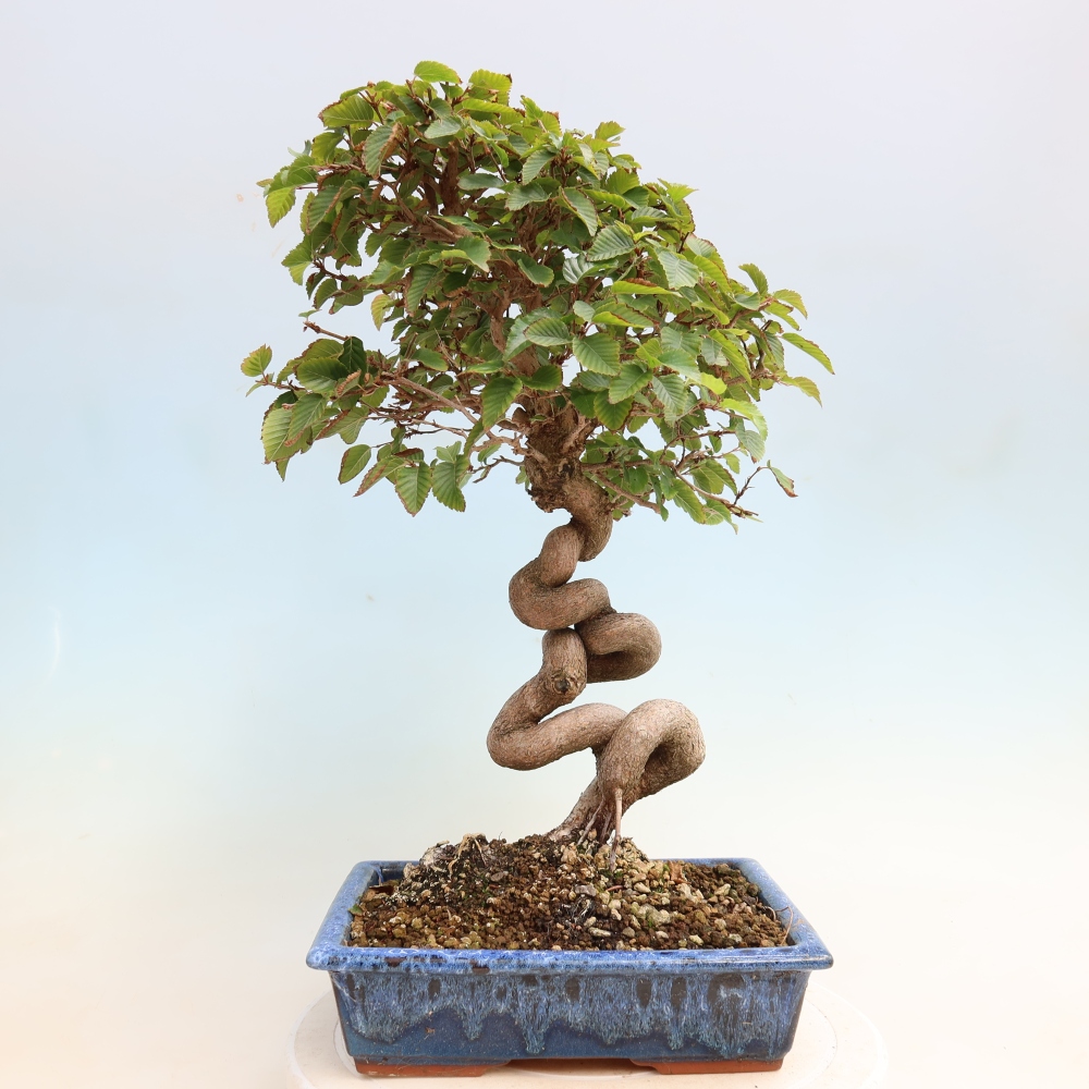 Bonsaï d'extérieur -Carpinus CARPINOIDES - Charme de Corée