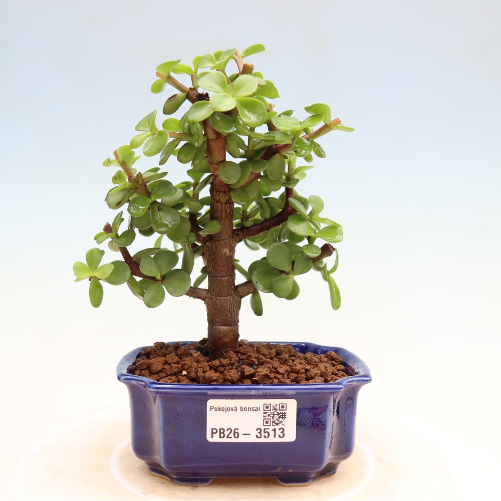 Bonsaï de chambre - Portulakaria Afra - Tlustice