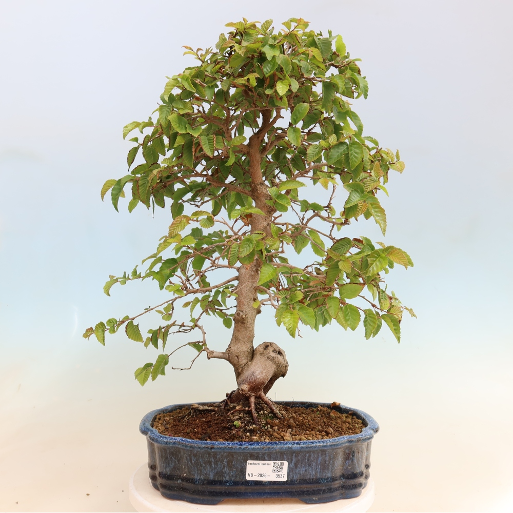 Bonsaï d'extérieur -Carpinus CARPINOIDES - Charme de Corée