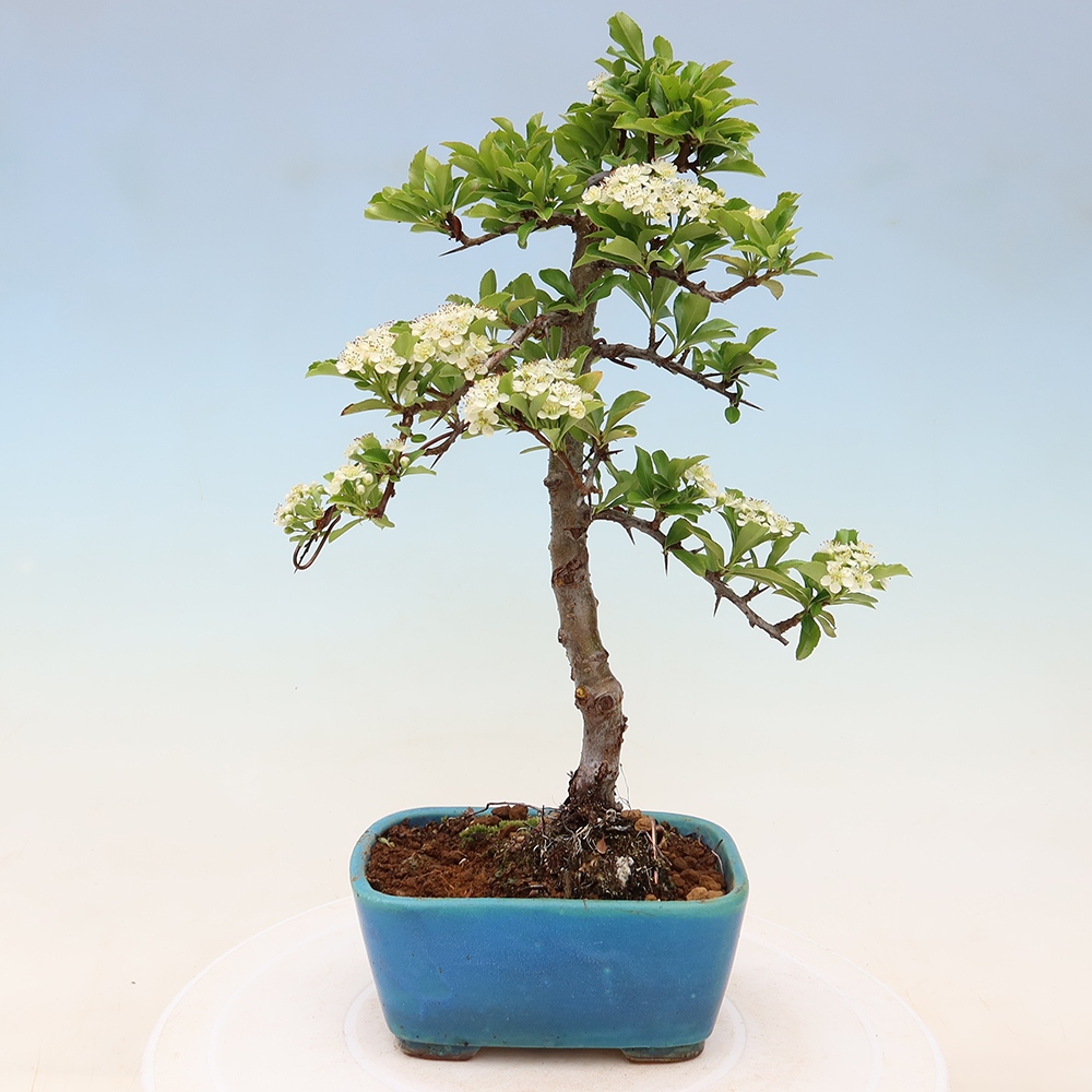Bonsaï d'extérieur - Pyracantha teton - Pyracantha écarlate