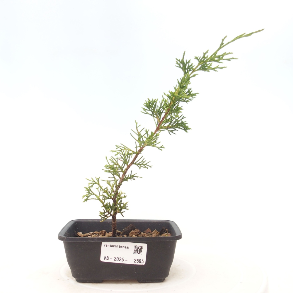 Bonsaï d'extérieur - Juniperus chinensis Itoigawa