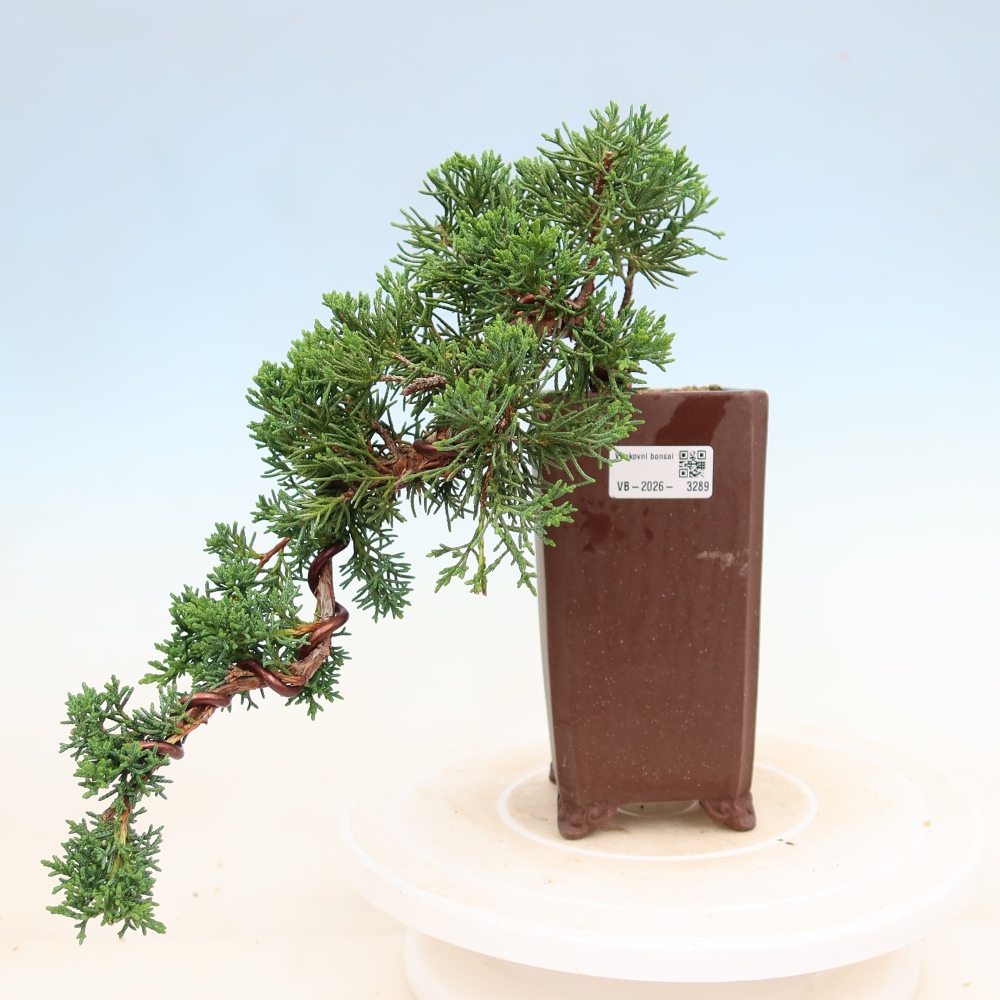 Bonsaï d'extérieur - Juniperus chinensis Kishu