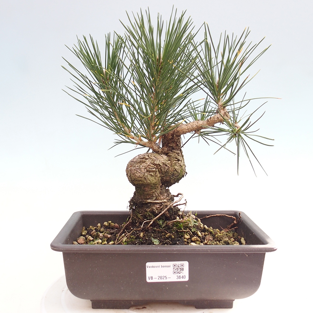 Bonsaï d'extérieur - Pinus thunbergii - Pin de Thunberg