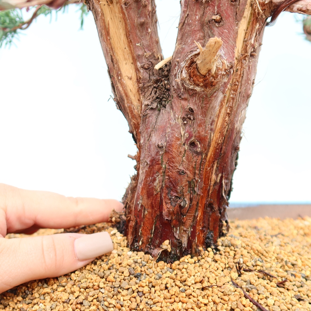 Bonsaï d'extérieur - Juniperus chinensis Kishu