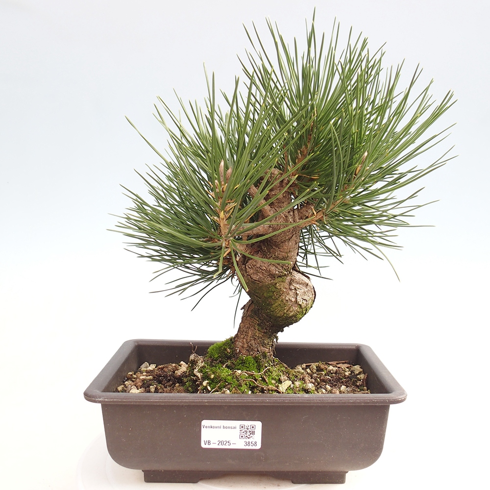 Bonsaï d'extérieur - Pinus thunbergii - Pin de Thunberg