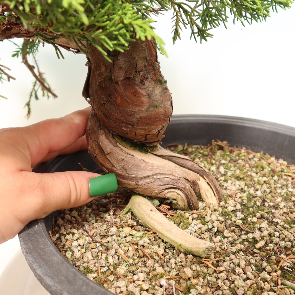 Bonsaï d'extérieur - Juniperus chinensis Itoigawa-Juniperus chinensis