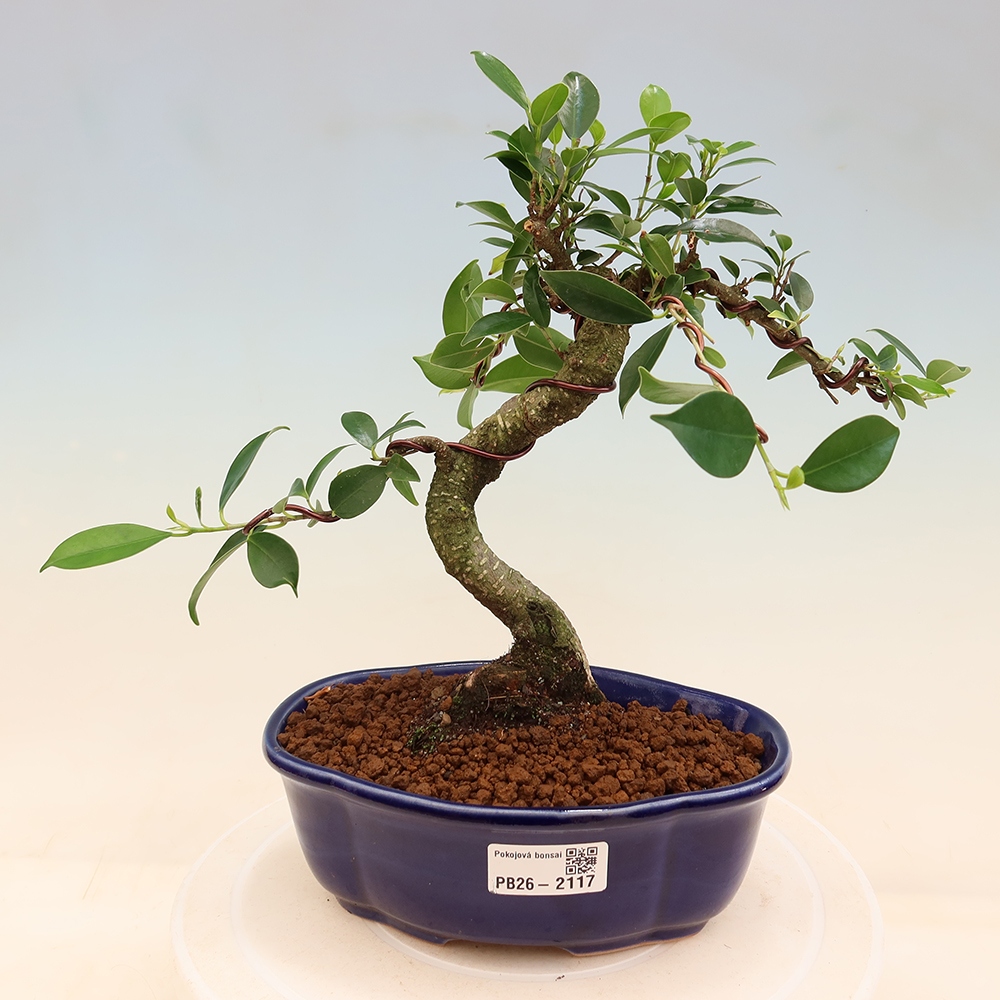 Salle bonsaï - Ficus retusa - ficus à petites feuilles