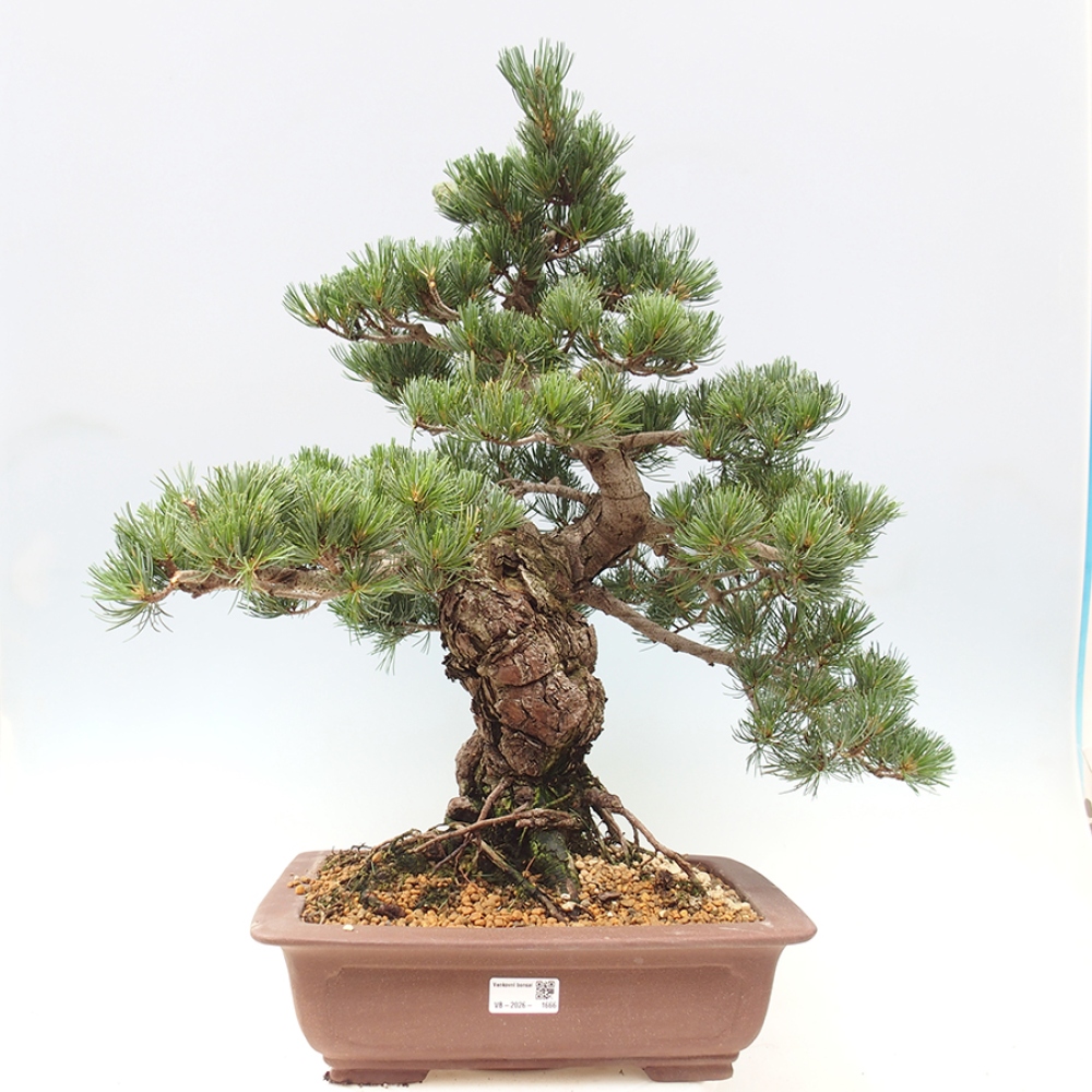 Bonsaï d'extérieur - Pinus parviflora - Pinus parviflora