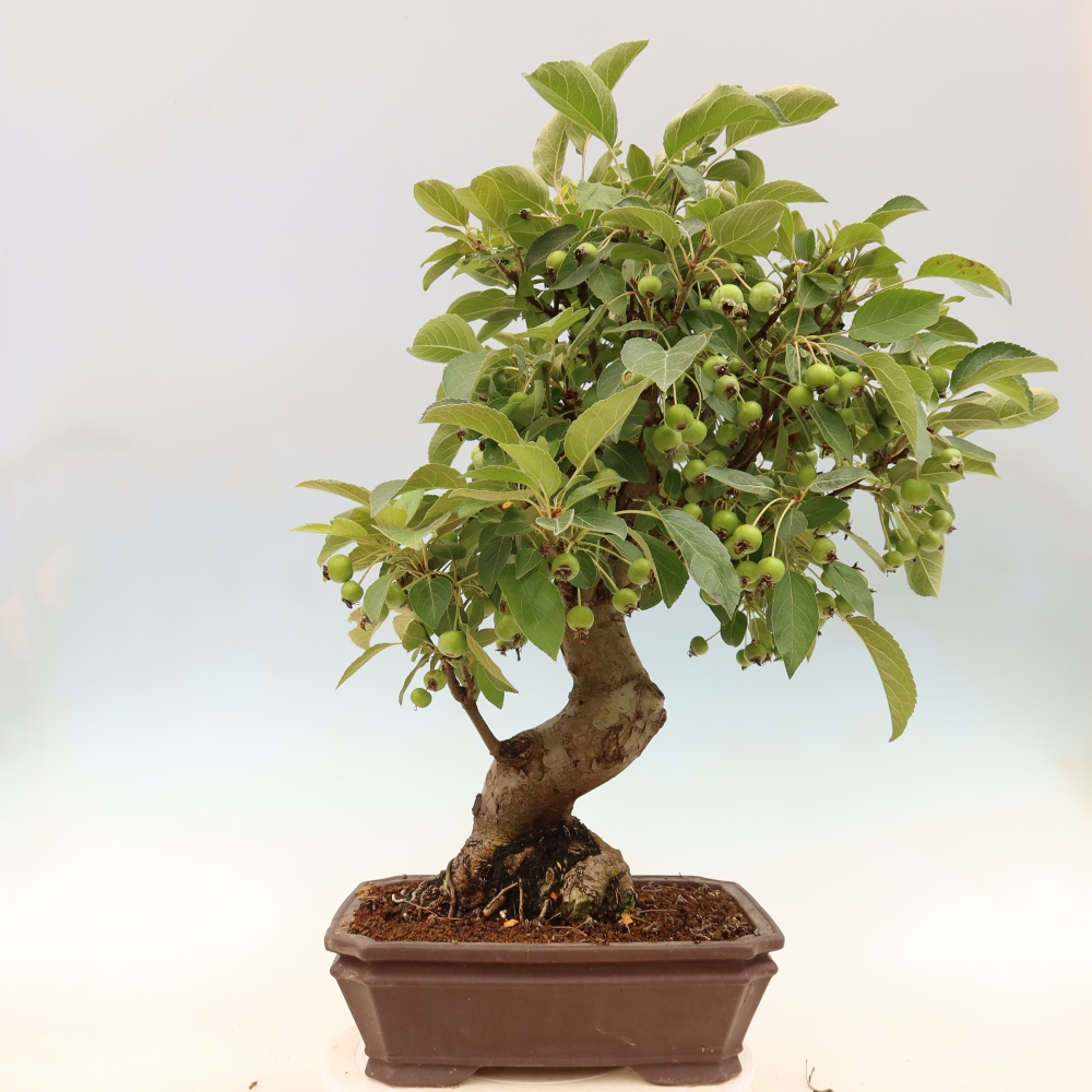 Bonsaï d'extérieur -Malus halliana - Pommier à petits fruits