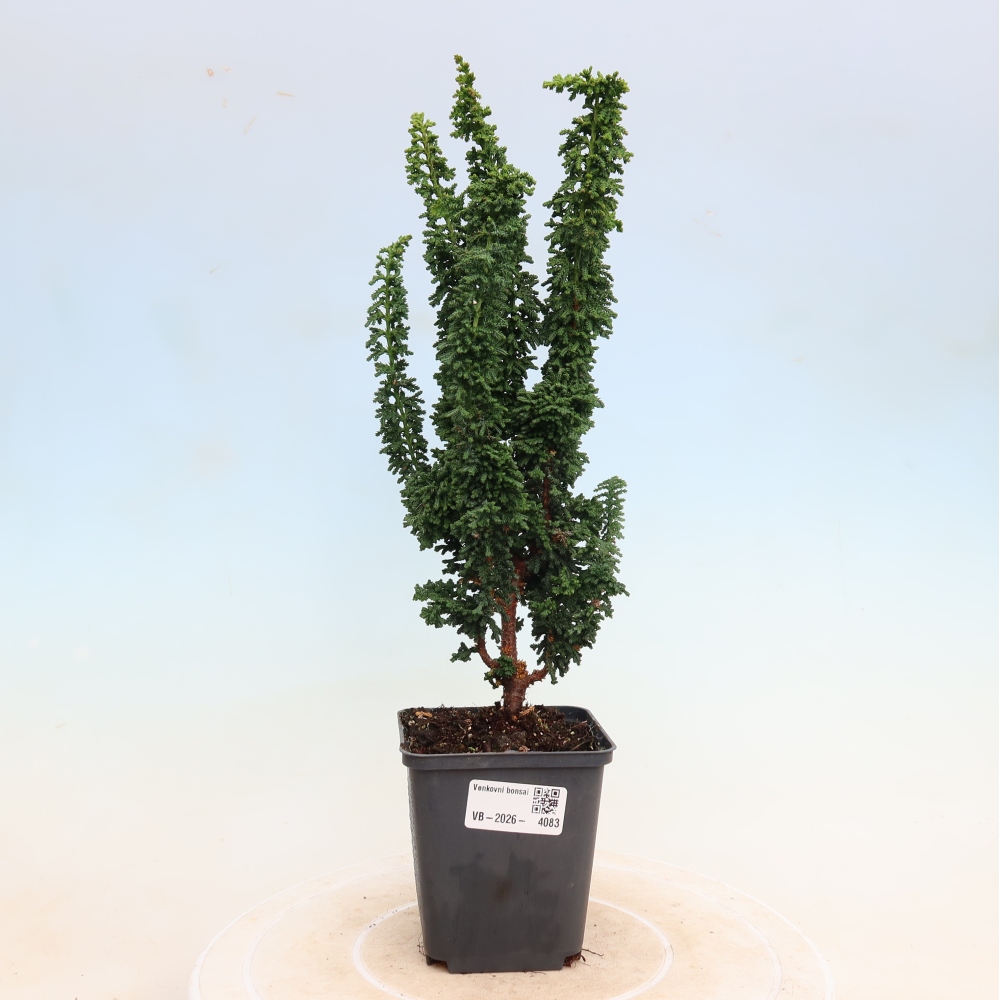 Bonsaï d'extérieur - Cham. obtusa SEKKA HINOKI - Cyprès