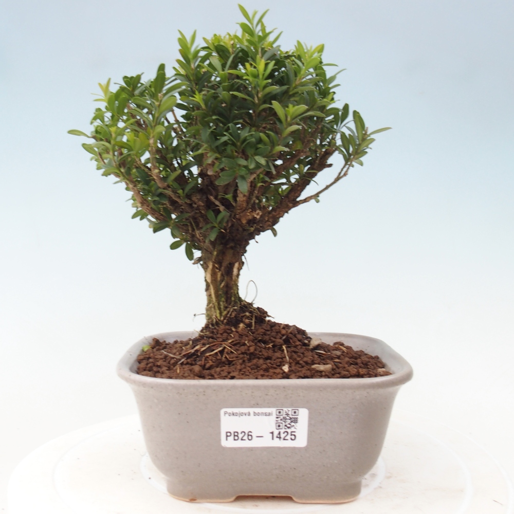 Bonsaï de chambre - Buxus harlandii - buxus liège