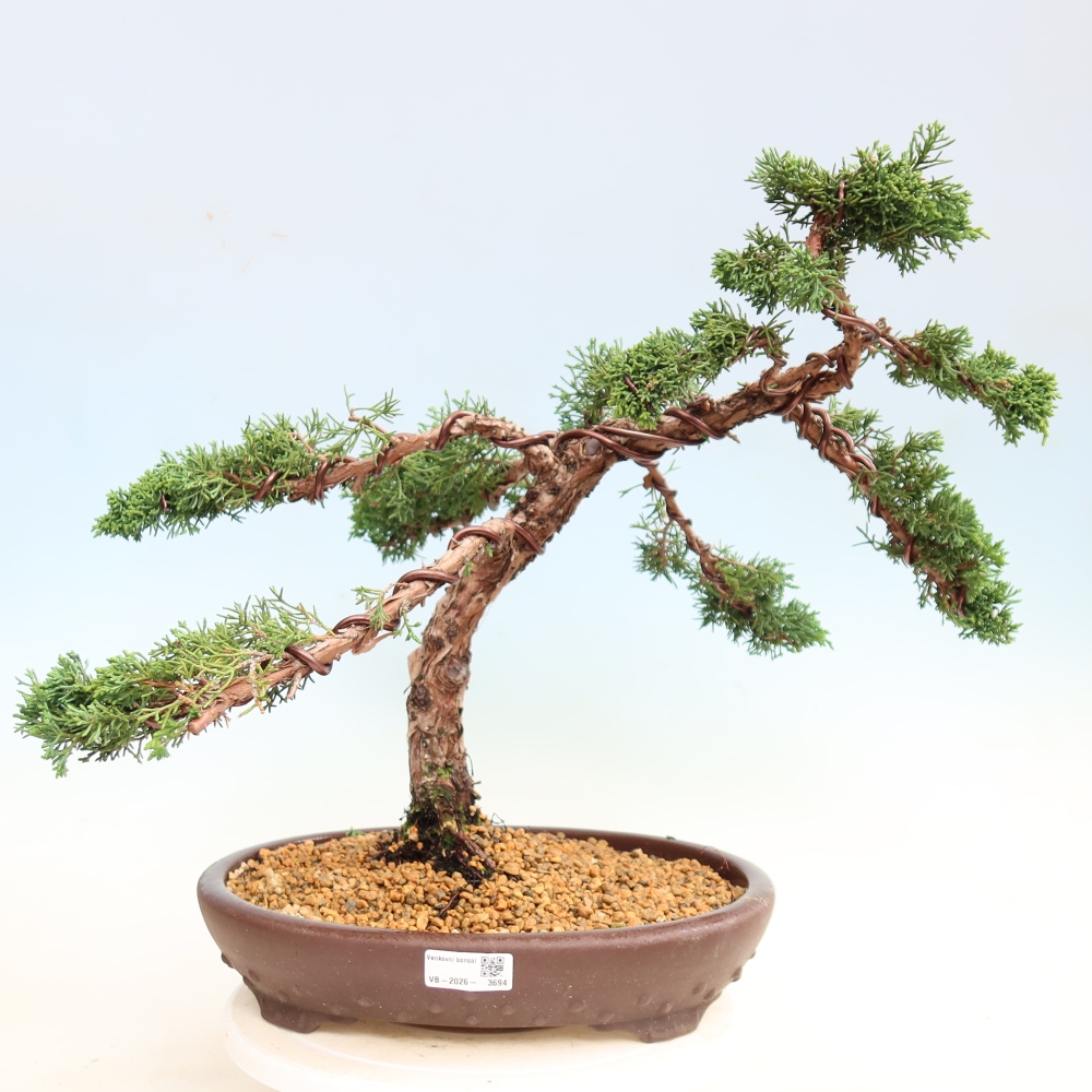 Bonsaï d'extérieur - Juniperus chinensis Kishu