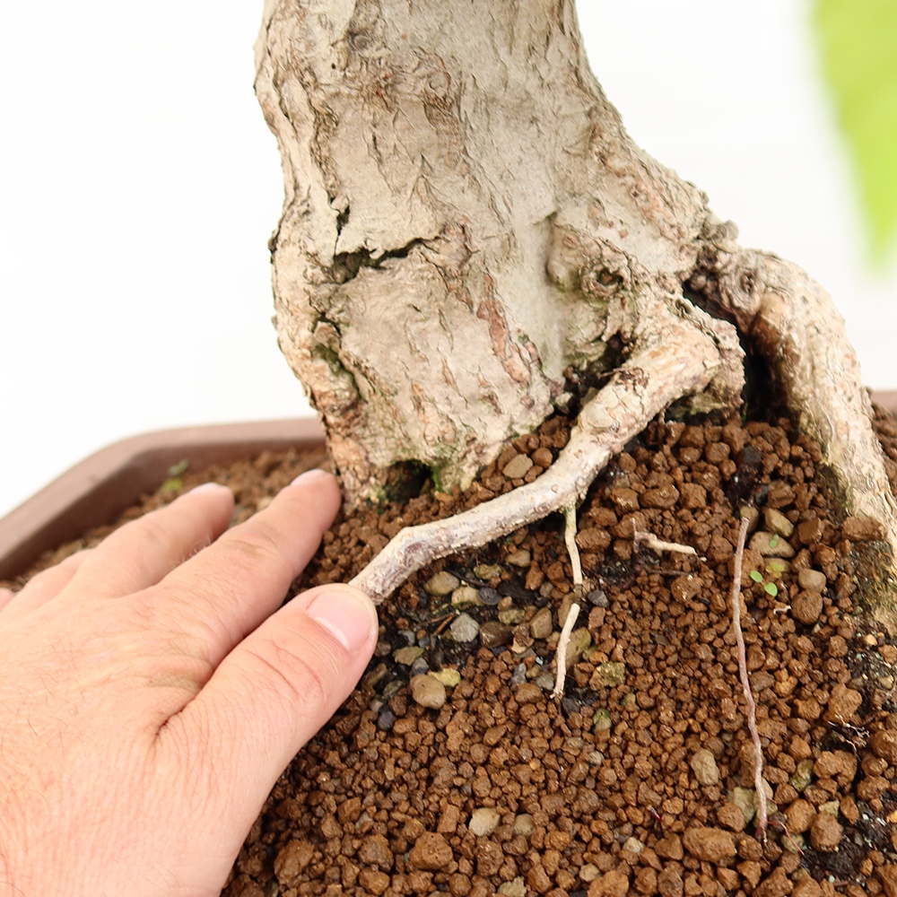 Bonsaï d'extérieur -Carpinus Coreana - Charme de Corée