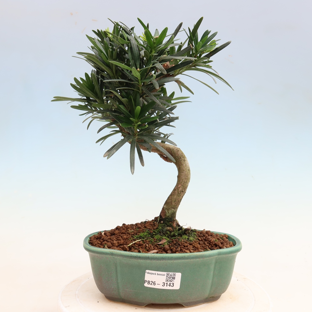 Salle bonsaï - Podocarpus - If en pierre