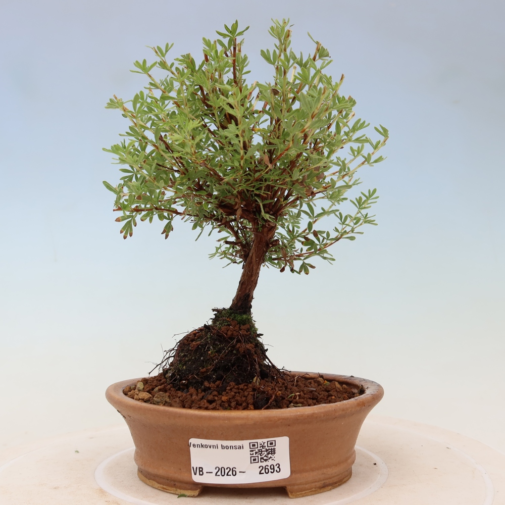 Bonsaï d'extérieur - Potentille arbustive - Potentilla fruticosa Goldkissen