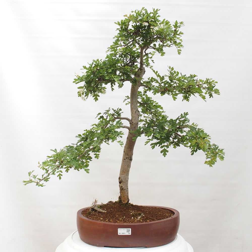 Bonsaï d'extérieur - Aubépine - Crataegus monogyna