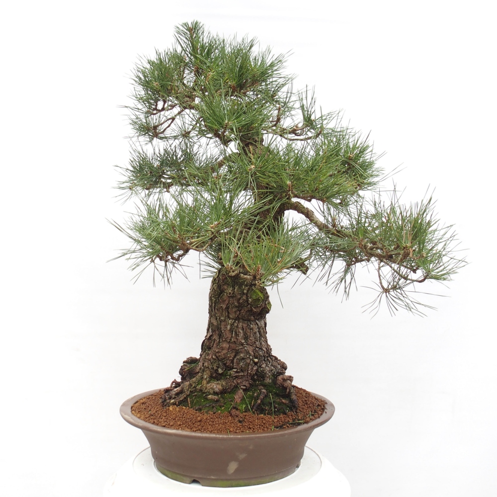 Bonsaï d'extérieur - Pinus thunbergii - Pin de Thunberg