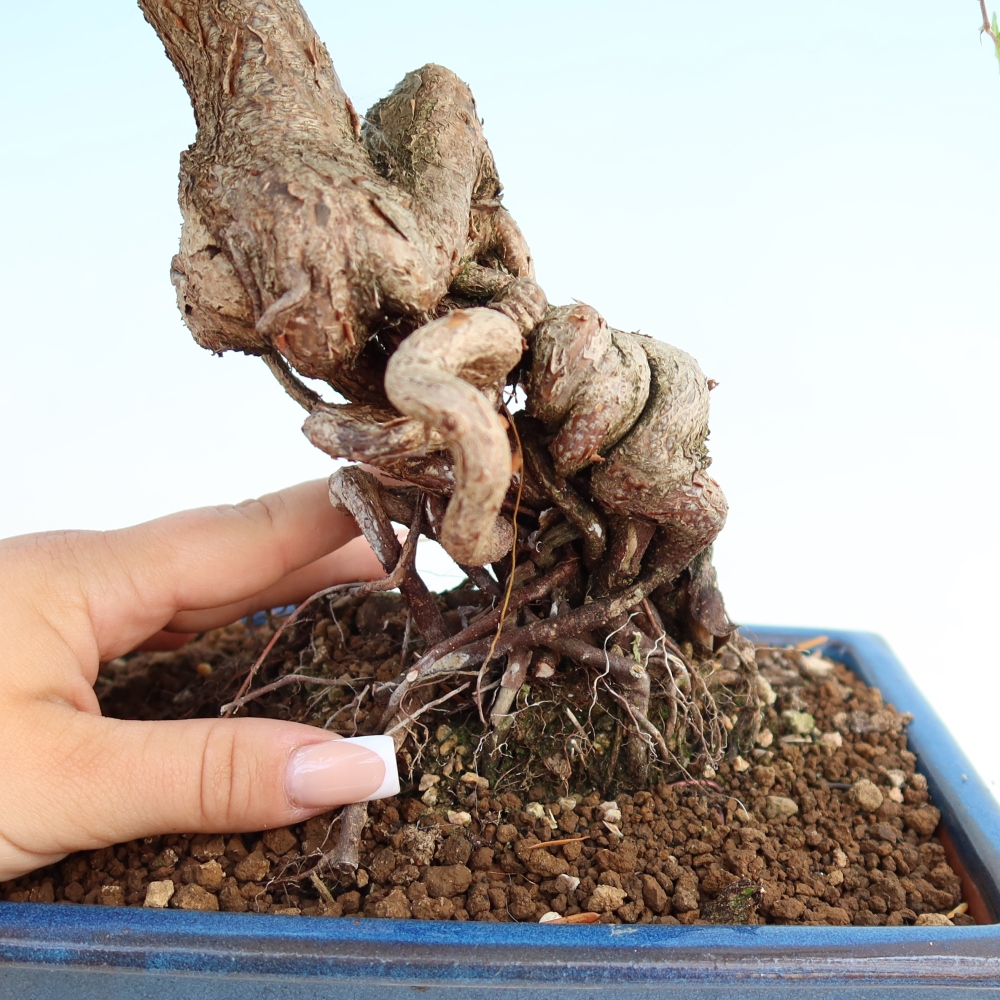 Bonsaï d'extérieur -Carpinus Coreana - Charme de Corée