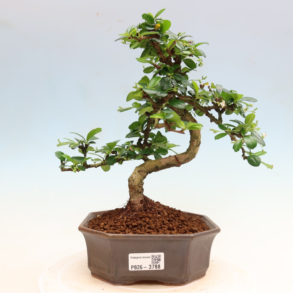Bonsaï de chambre - Carmona macrophylla - Tea fuki