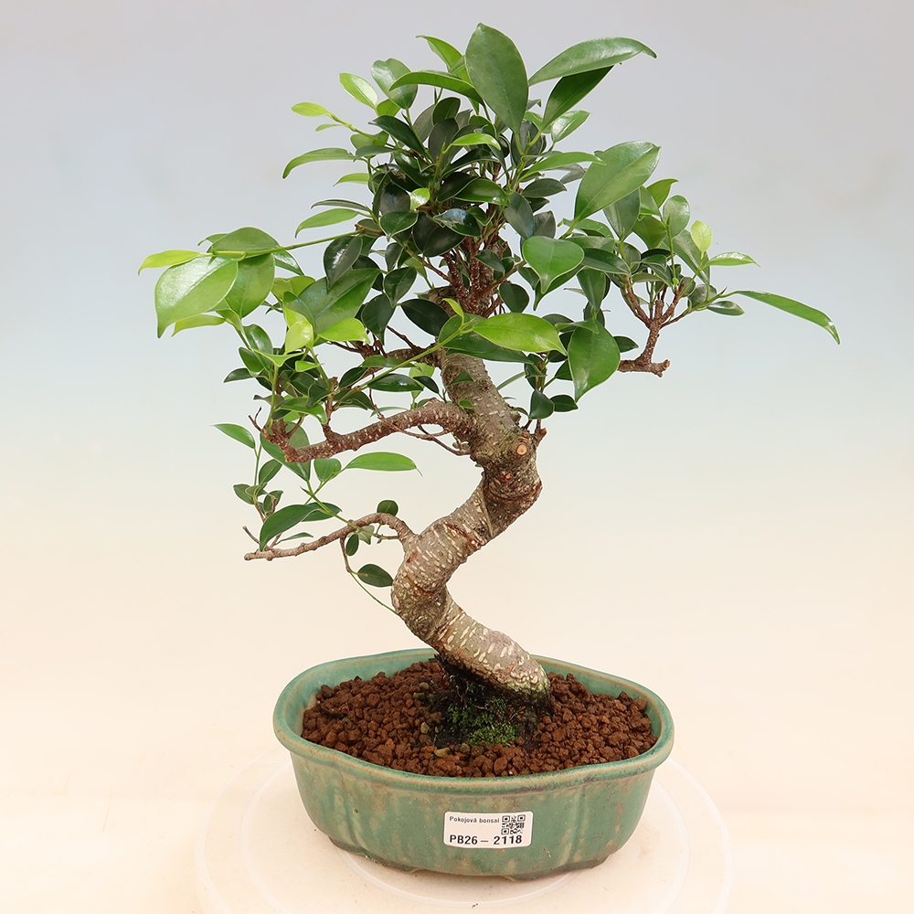 Salle bonsaï - Ficus retusa - ficus à petites feuilles