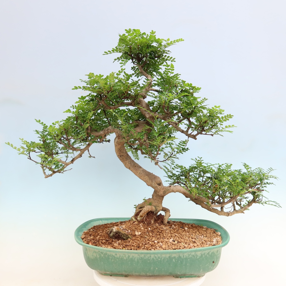 Salle bonsaï - Zantoxylum piperitum - arbre à poivre
