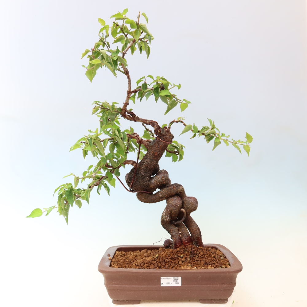 Bonsaï d'extérieur - Abricotier japonais - Prunus Mume