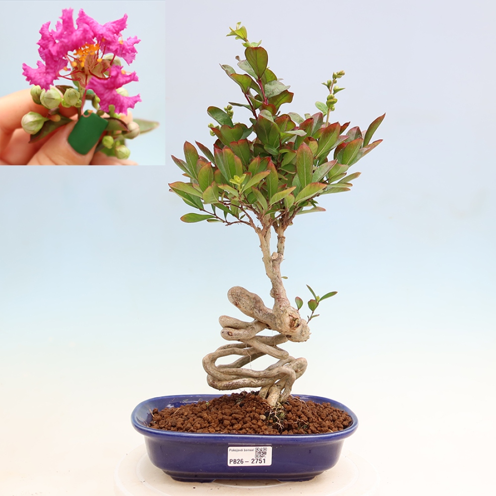 Bonsaï d'intérieur - Lagerstroemia indica - lilas indien