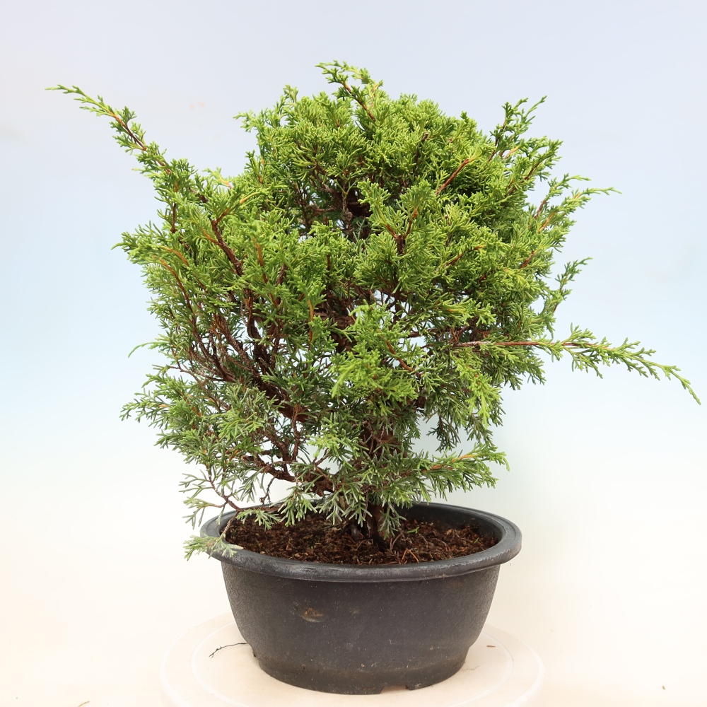 Bonsaï d'extérieur - Juniperus chinensis Itoigawa-Juniperus chinensis