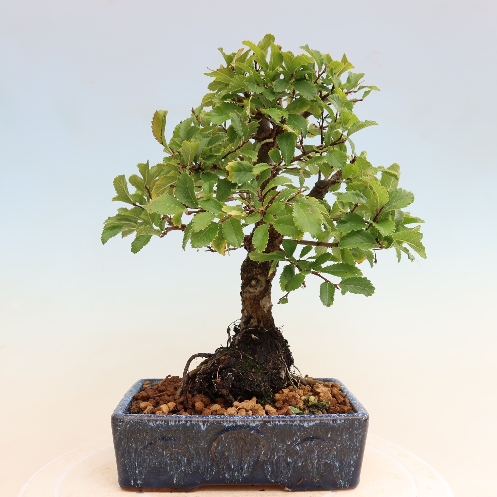 Bonsaï d'extérieur - Zelkova - Zelkova NIRE
