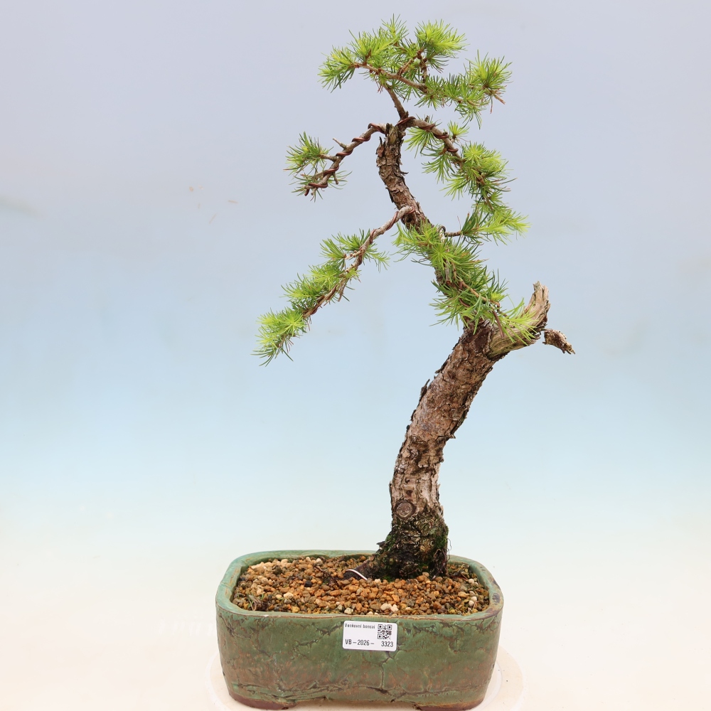 Bonsaï d'extérieur -Larix decidua - Mélèze