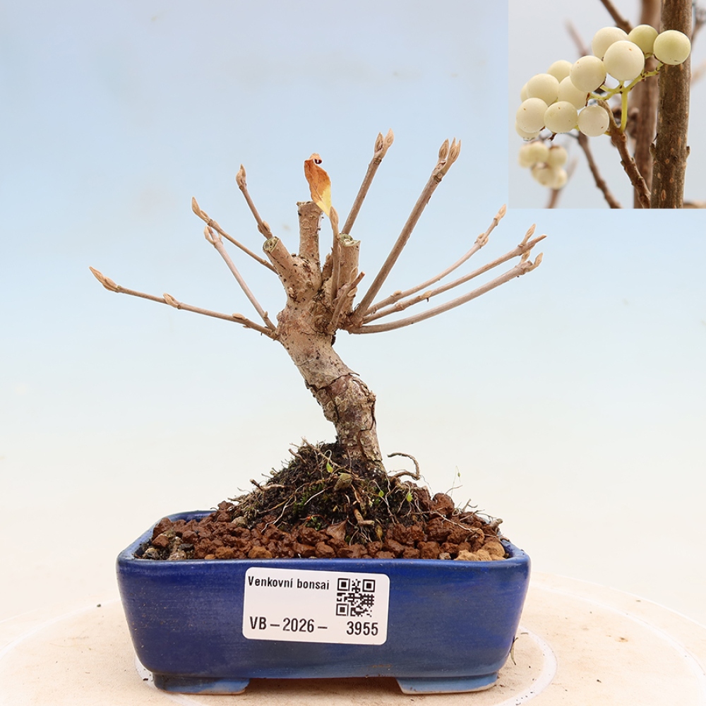 Bonsaï d'extérieur - Callicarpa bodinieri « Snowqueen » - Callicarpa