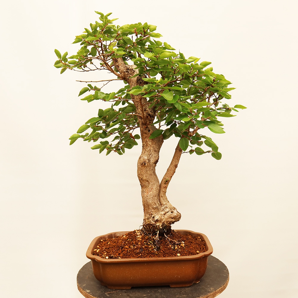 Bonsaï d'extérieur -Carpinus Coreana - Charme de Corée