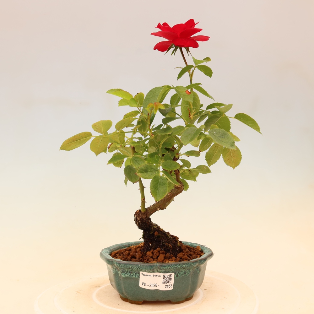 Bonsaï d'extérieur - Rosa Kordes - rose