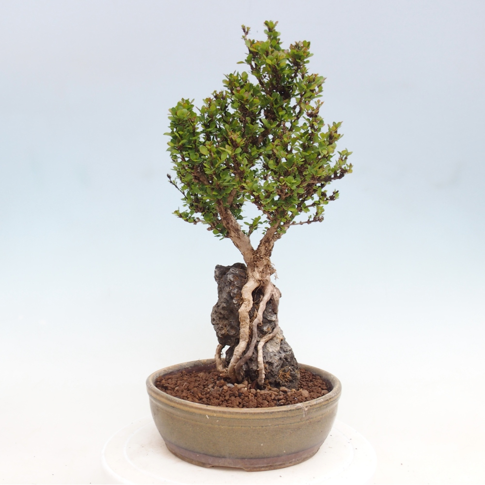 Bonsaï d'extérieur - Berberis coreana