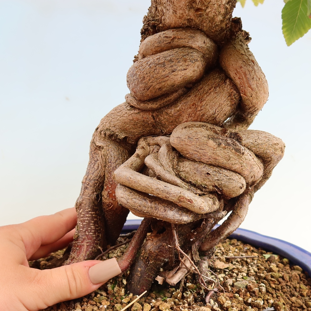 Bonsaï d'extérieur -Carpinus CARPINOIDES - Charme de Corée