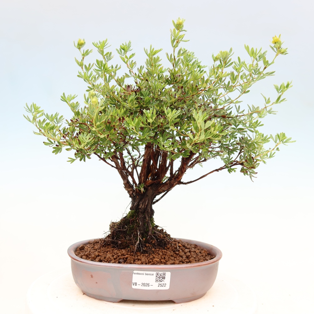 Bonsaï d'extérieur - Potentila fruticosa