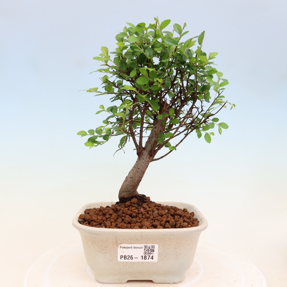 Bonsaï de chambre - Ulmus parvifolia - Orme à petites feuilles