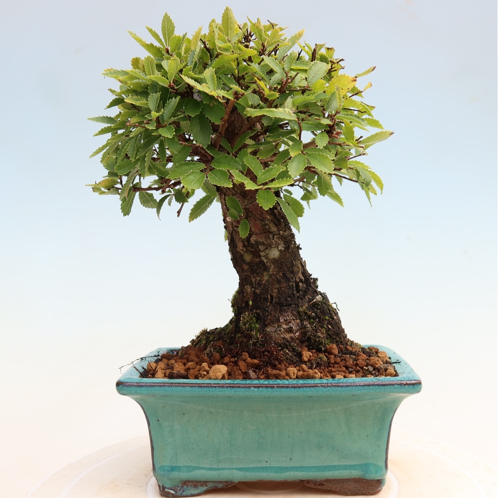 Bonsaï d'extérieur - Zelkova - Zelkova NIRE