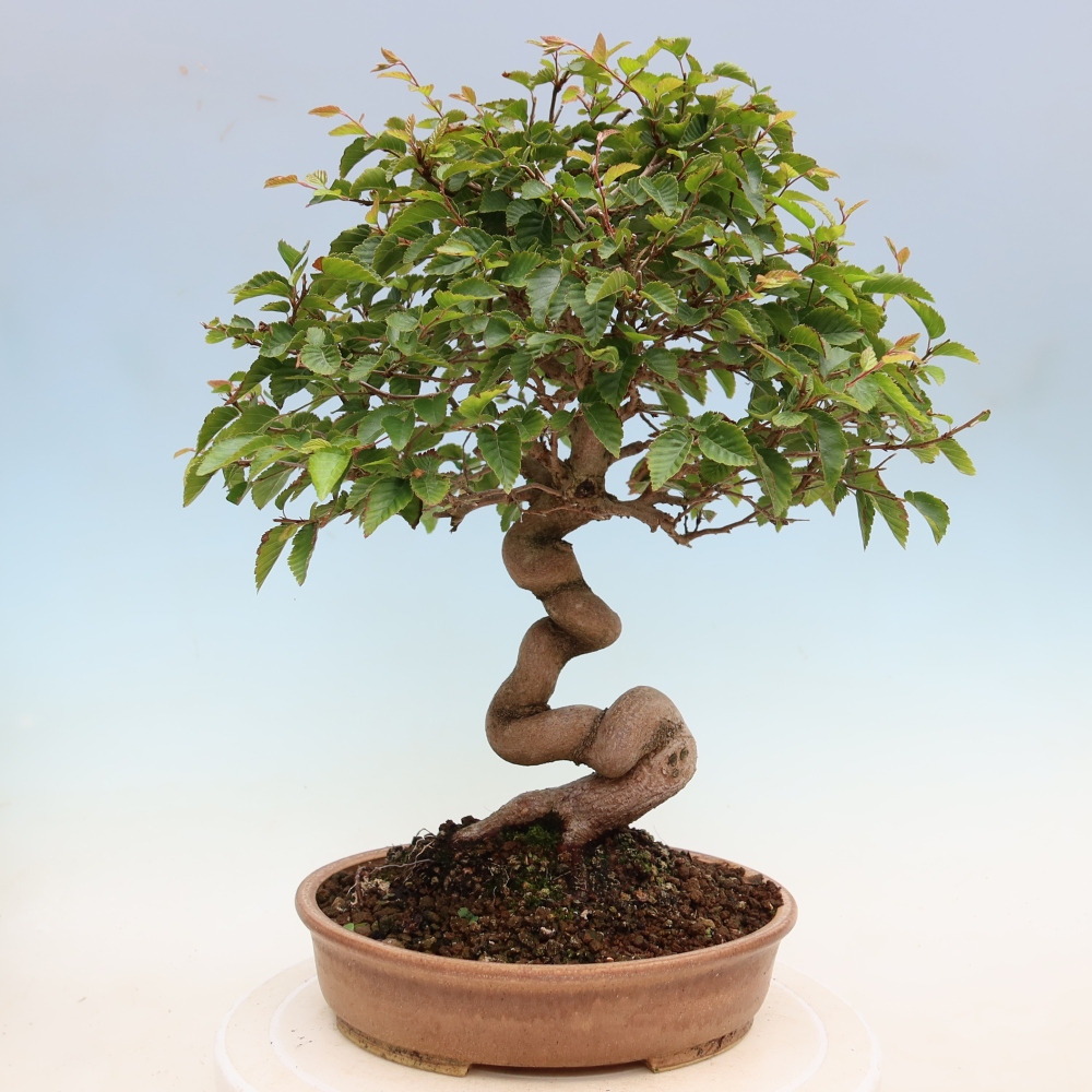Bonsaï d'extérieur -Carpinus Coreana - Charme de Corée