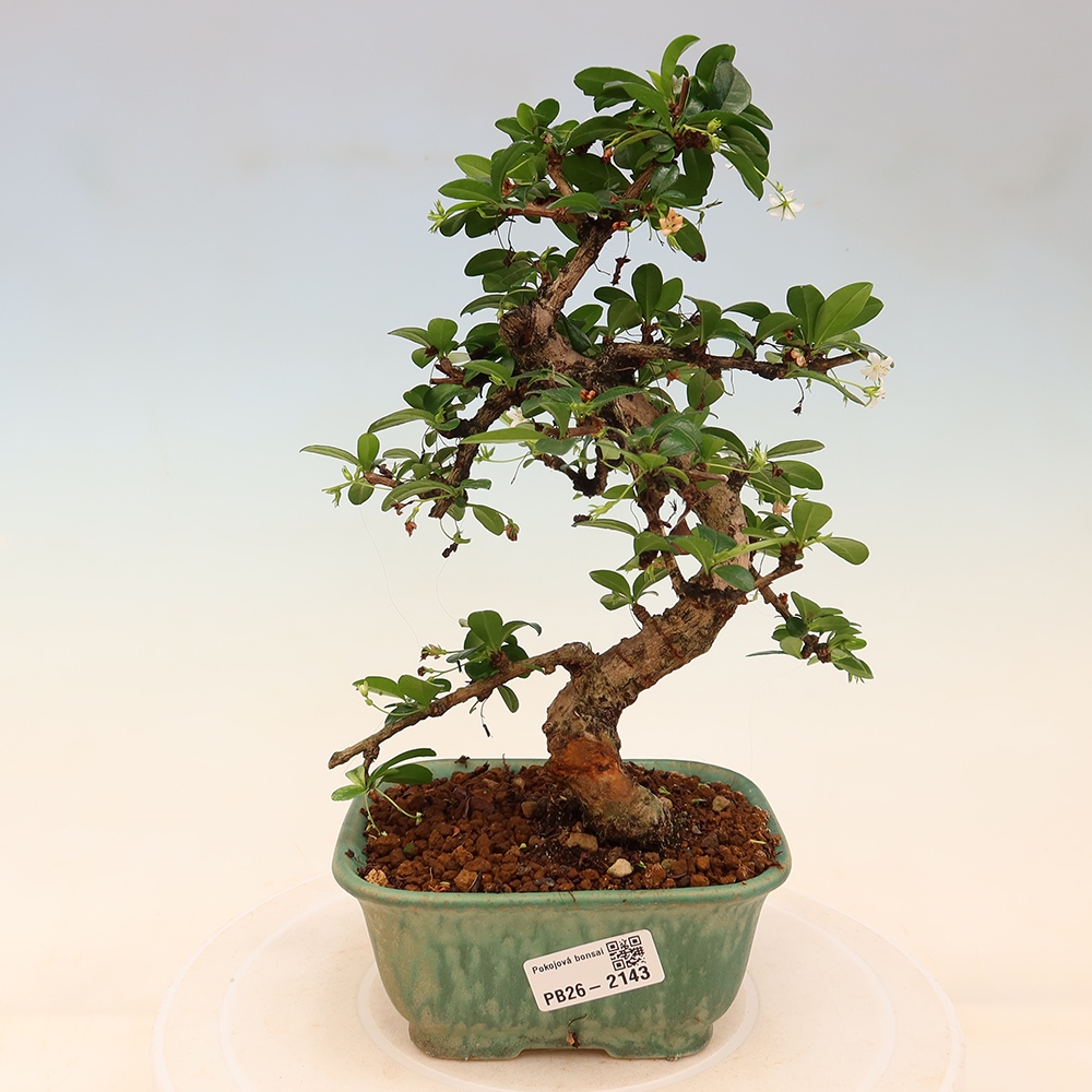 Bonsaï de chambre - Carmona macrophylla - Tea fuki