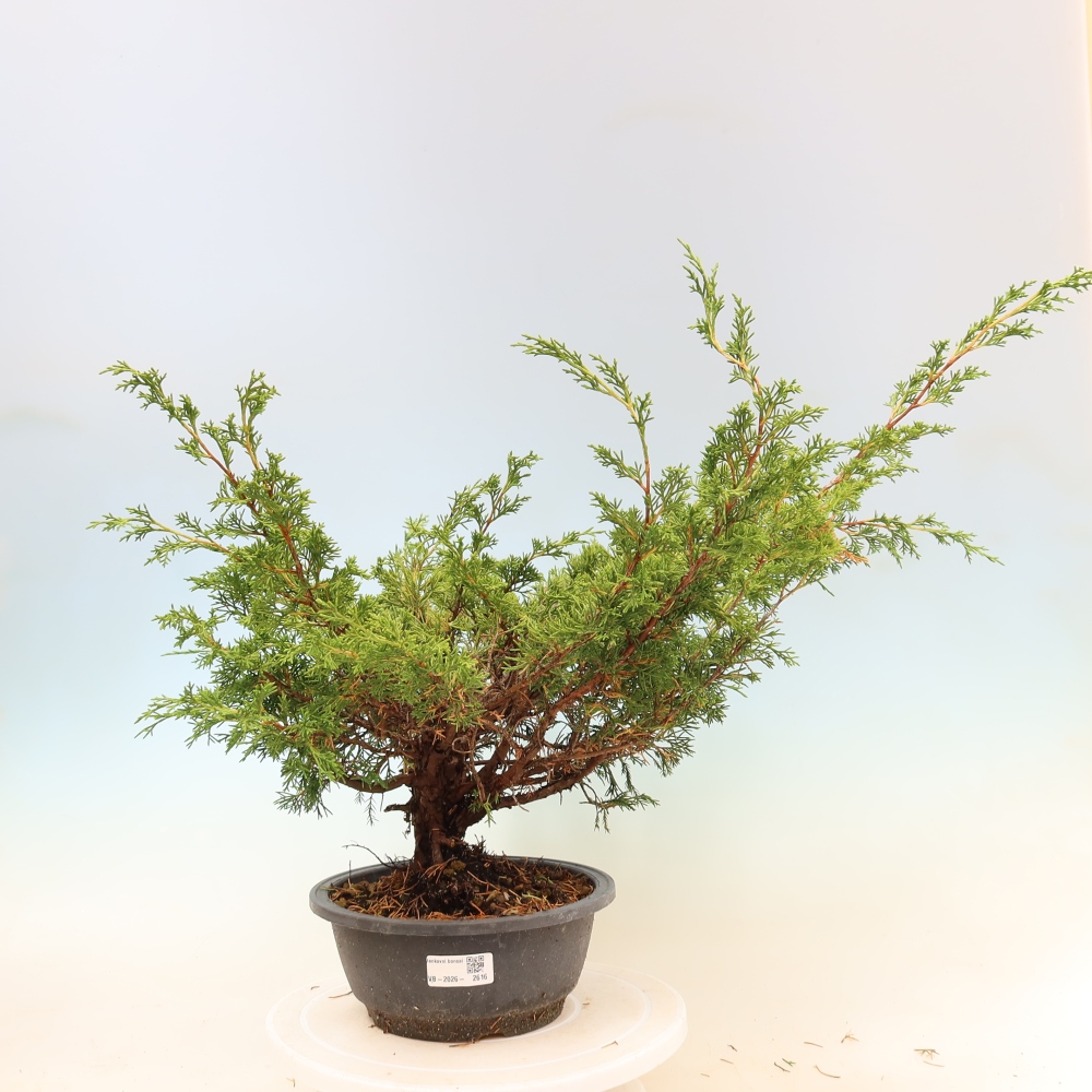 Bonsaï d'extérieur - Juniperus chinensis Itoigawa