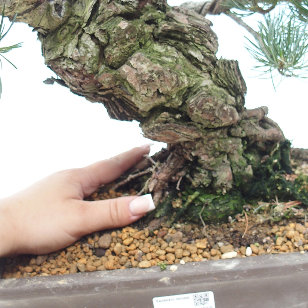 Bonsaï d'extérieur - Pinus parviflora - Pinus parviflora