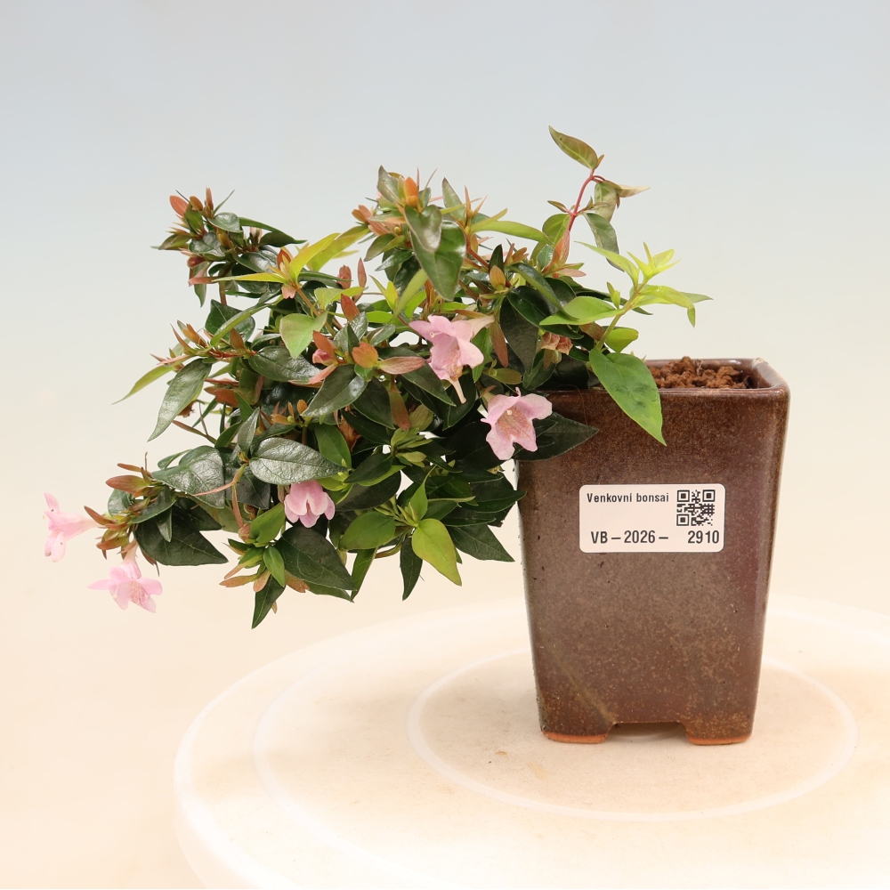 Bonsaï d'extérieur - Abelia Edward Goucher - Abélia à grandes fleurs