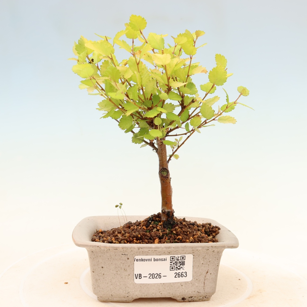 Bonsaï d'extérieur - bouleau nain - Betula NANA Golden Treasure